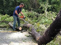 Best Arborist Consultation Services  in Dos Palos, CA