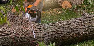 How Our Tree Care Process Works  in  Dos Palos, CA